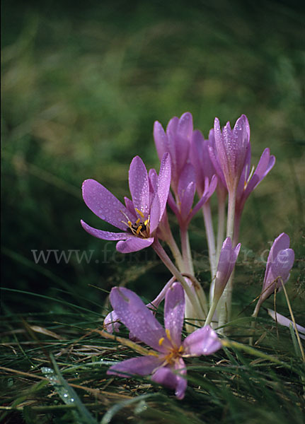 Herbst-Zeitlose (Colchicum autumnale)