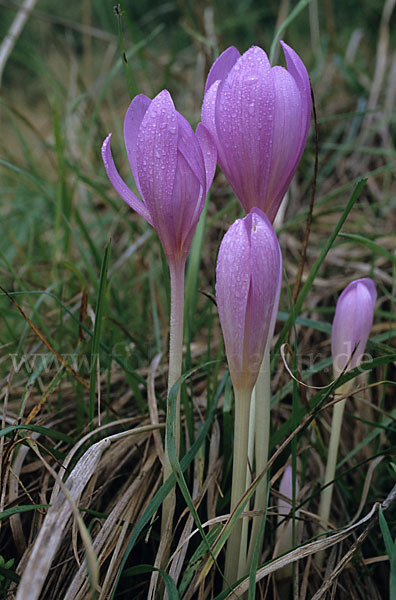 Herbst-Zeitlose (Colchicum autumnale)