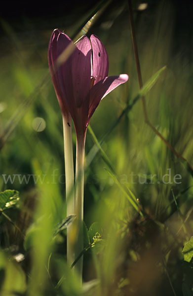 Herbst-Zeitlose (Colchicum autumnale)