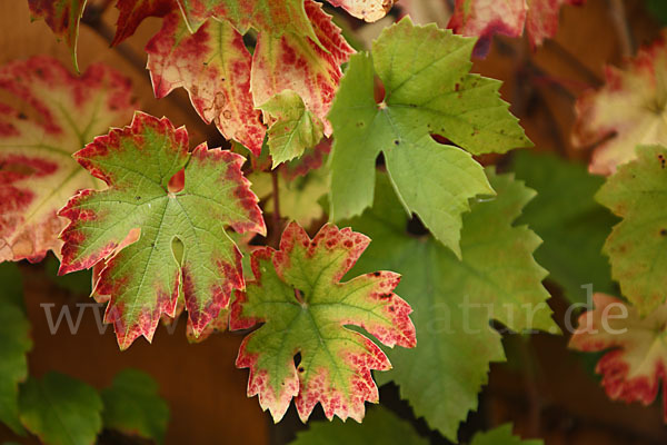 Herbst (autumn)