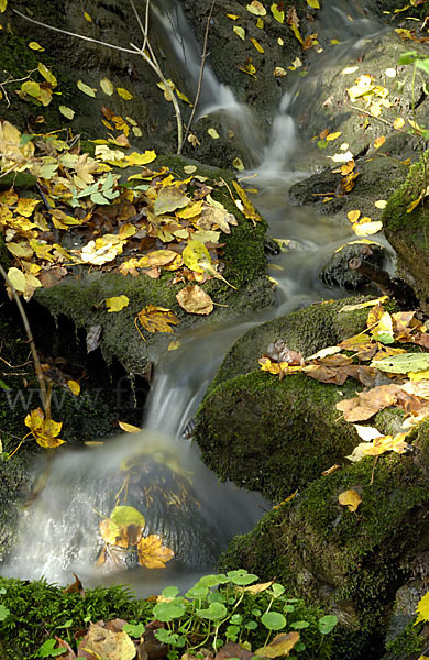 Herbst (autumn)