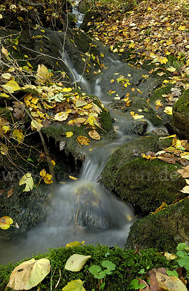 Herbst (autumn)