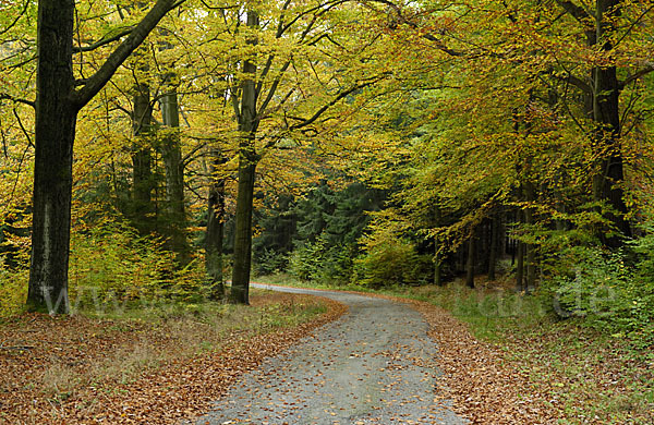 Herbst (autumn)