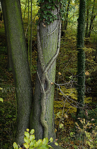 Herbst (autumn)