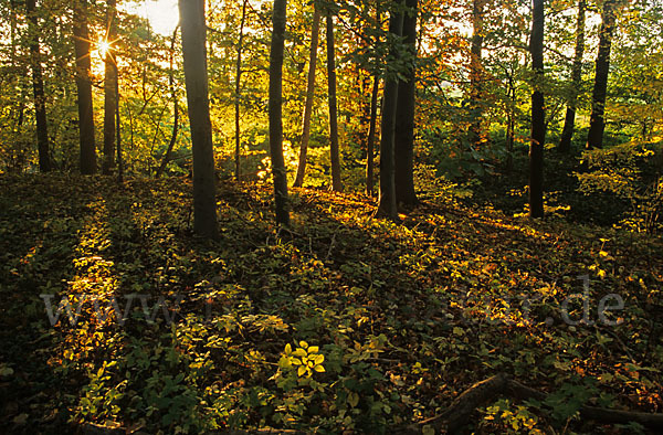 Herbst (autumn)