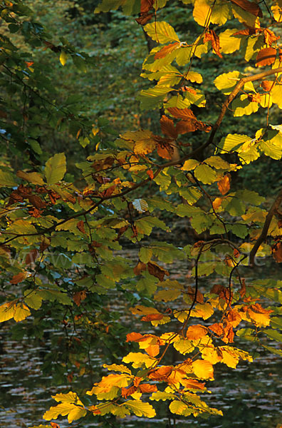 Herbst (autumn)