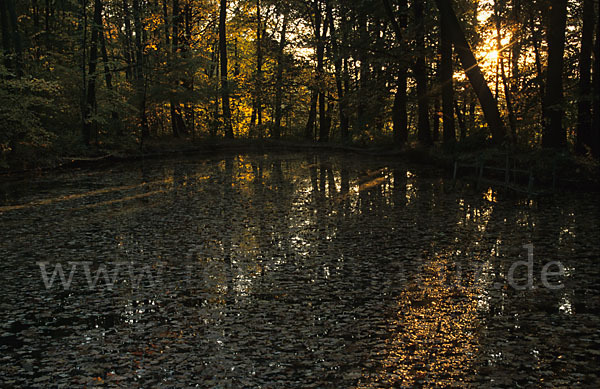 Herbst (autumn)