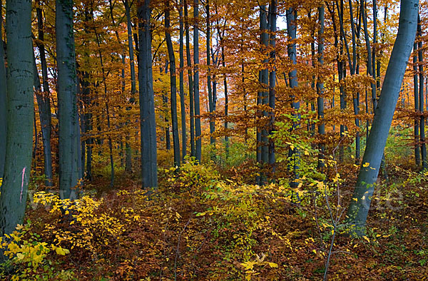 Herbst (autumn)