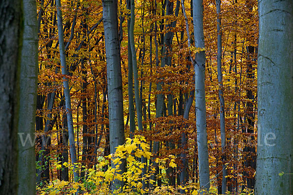 Herbst (autumn)