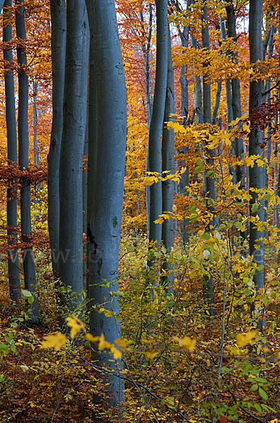 Herbst (autumn)