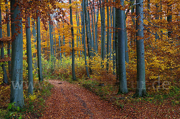 Herbst (autumn)