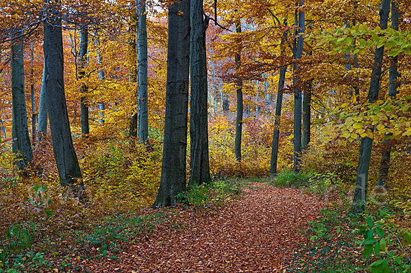 Herbst (autumn)