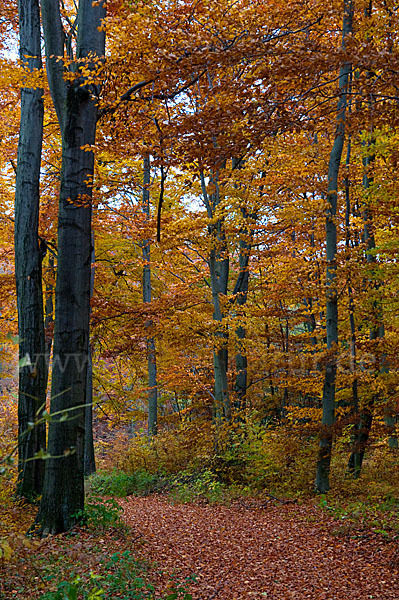 Herbst (autumn)