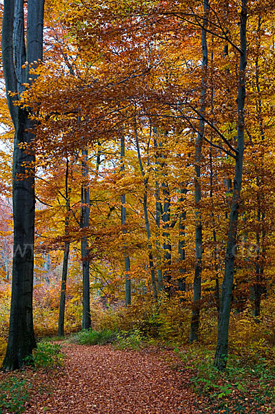 Herbst (autumn)