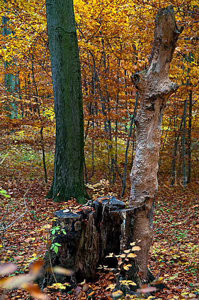 Herbst (autumn)