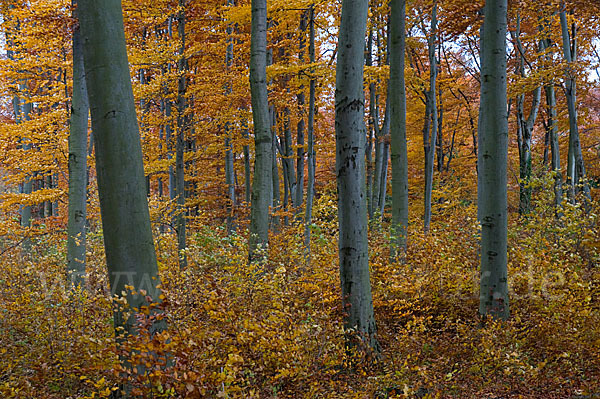 Herbst (autumn)