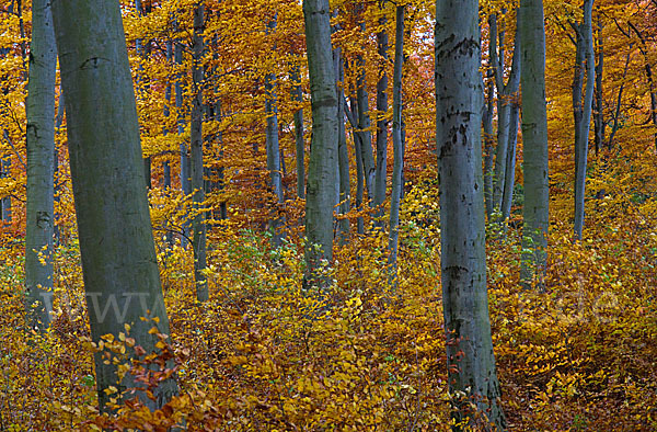 Herbst (autumn)