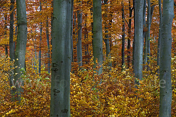 Herbst (autumn)