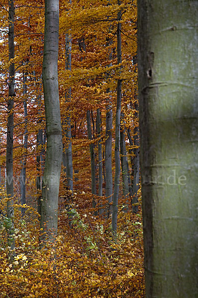 Herbst (autumn)