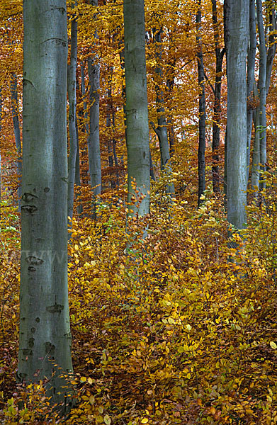 Herbst (autumn)