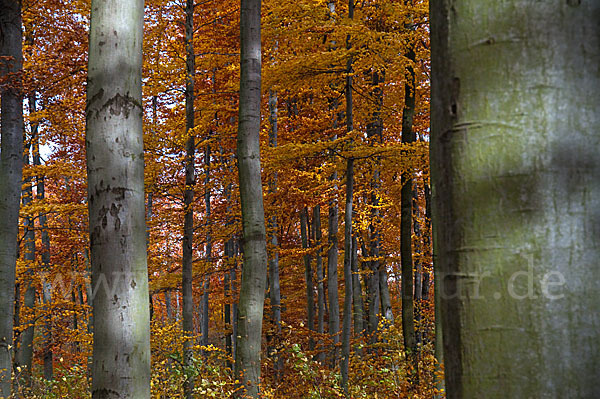 Herbst (autumn)