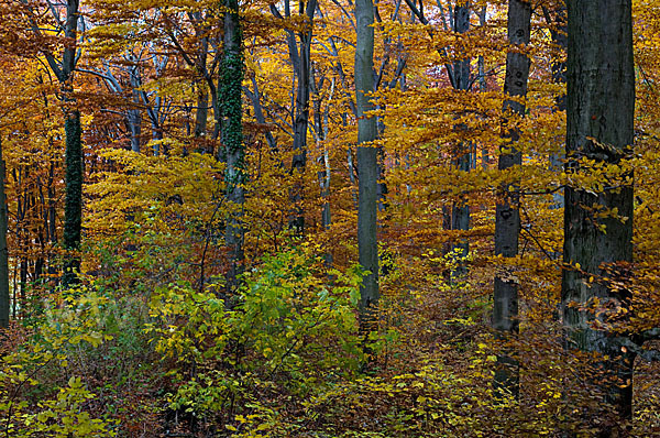 Herbst (autumn)