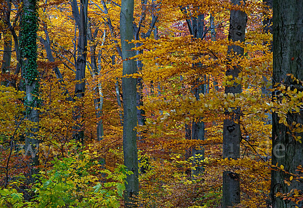 Herbst (autumn)