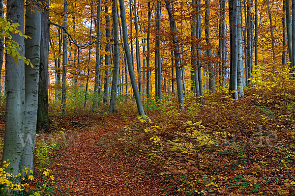 Herbst (autumn)