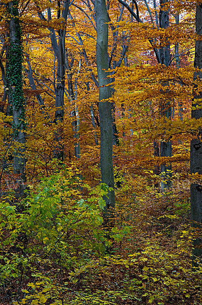 Herbst (autumn)