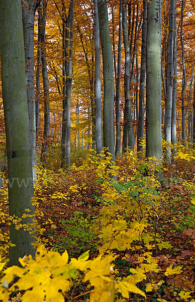 Herbst (autumn)