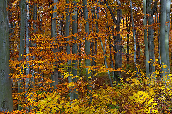 Herbst (autumn)