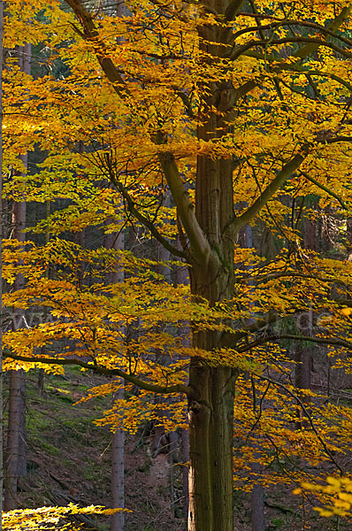 Herbst (autumn)