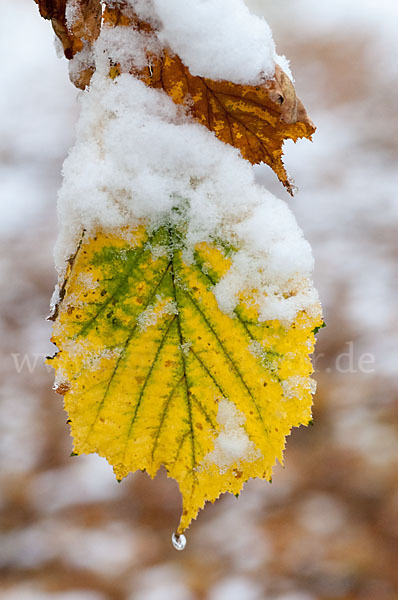 Herbst (autumn)