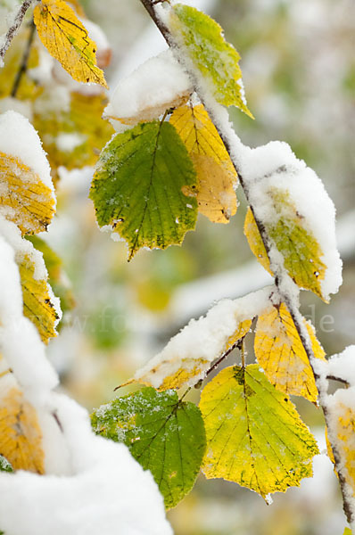 Herbst (autumn)