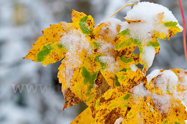 Herbst (autumn)