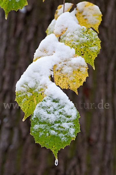 Herbst (autumn)