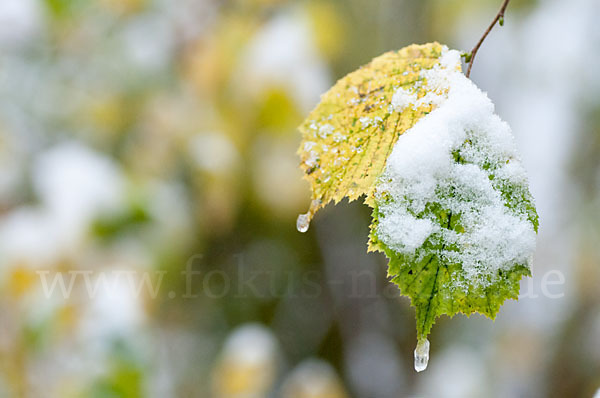 Herbst (autumn)