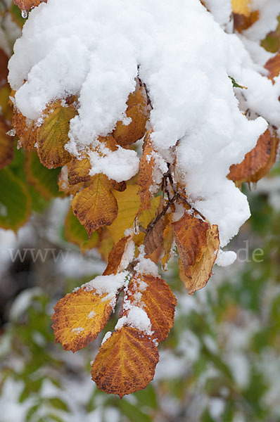 Herbst (autumn)