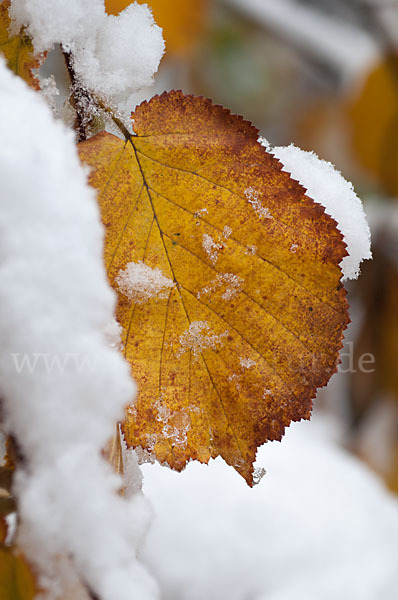 Herbst (autumn)