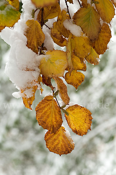 Herbst (autumn)