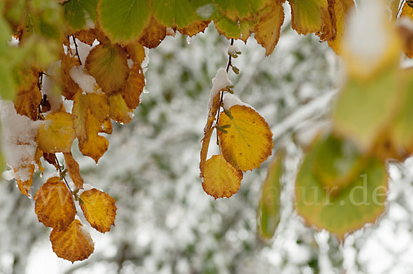 Herbst (autumn)