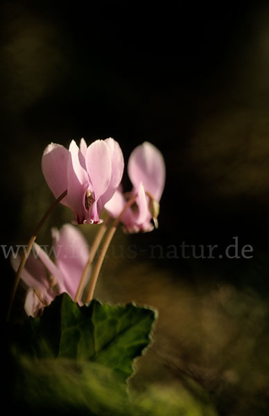 Herbstalpenveilchen (Cyclamen hederifolium)