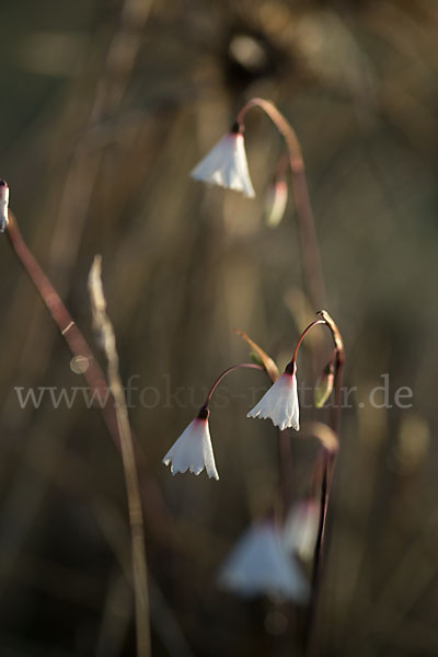 Herbstknotenblume (Leucojum autumnale)