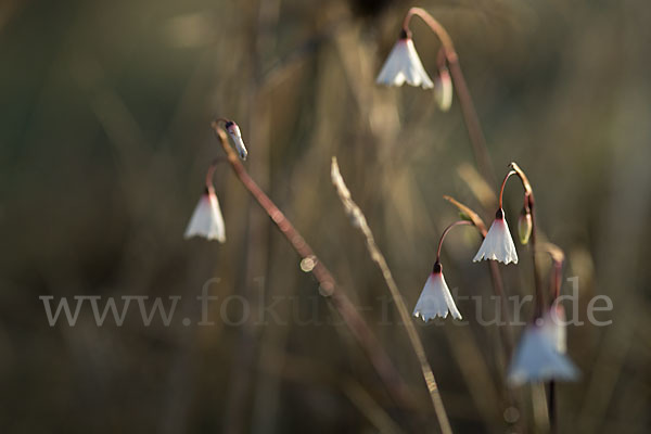 Herbstknotenblume (Leucojum autumnale)