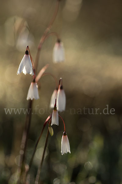 Herbstknotenblume (Leucojum autumnale)