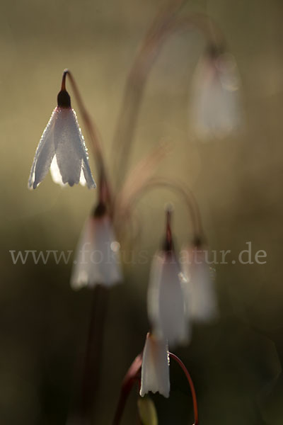 Herbstknotenblume (Leucojum autumnale)