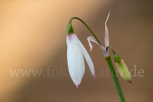 Herbstknotenblume (Leucojum autumnale)