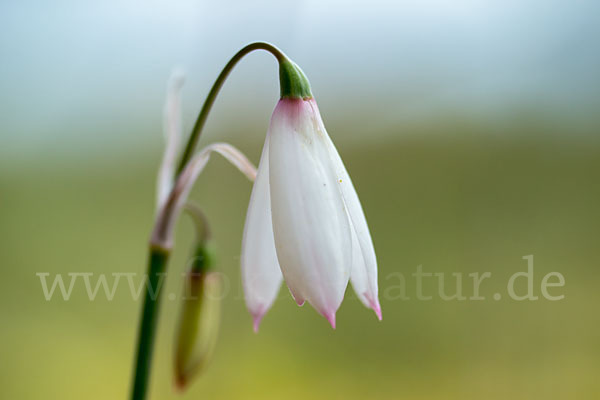 Herbstknotenblume (Leucojum autumnale)