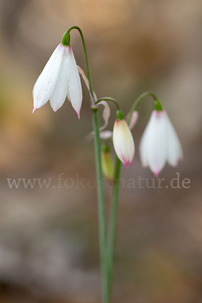 Herbstknotenblume (Leucojum autumnale)