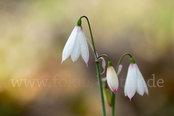 Herbstknotenblume (Leucojum autumnale)